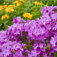 Phlox 'Opening Act Ultrapink'