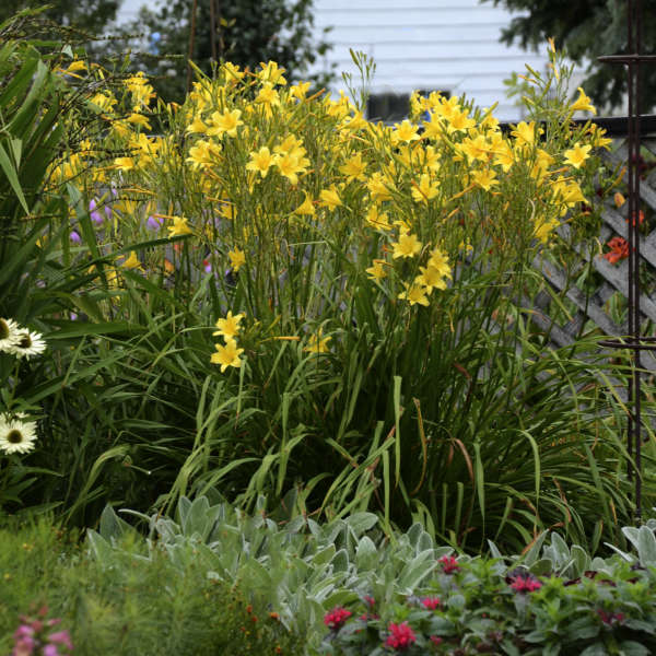Hemerocallis 'Steeple Jackie' Daylily