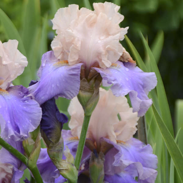 Iris 'Poem of Ecstasy' Tall Bearded Iris