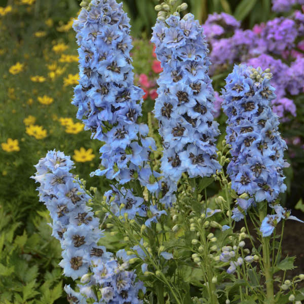 Delphinium 'Moonlight Blues' Hybrid Bee Delphinium