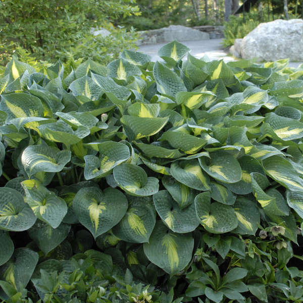 Hosta 'Lakeside Shore Master' Hosta