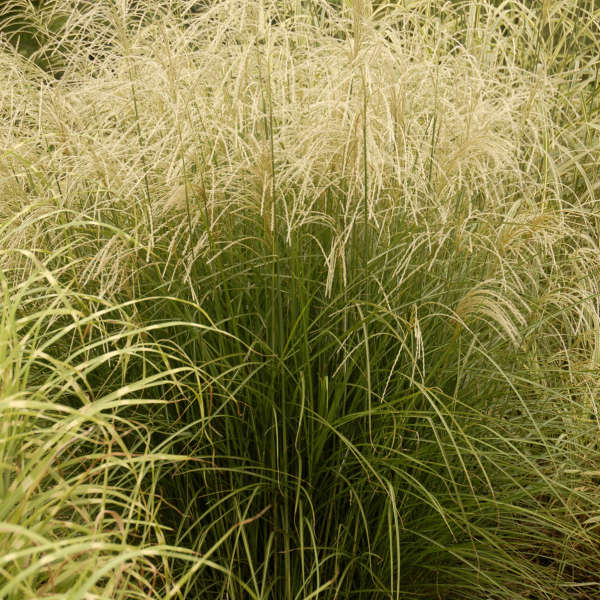 Miscanthus 'Graziella' Ornamental Grass