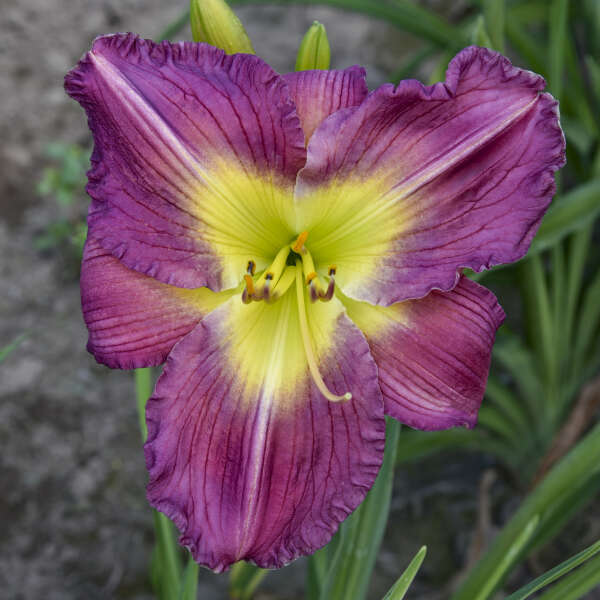 Hemerocallis 'Garden Show' Daylily