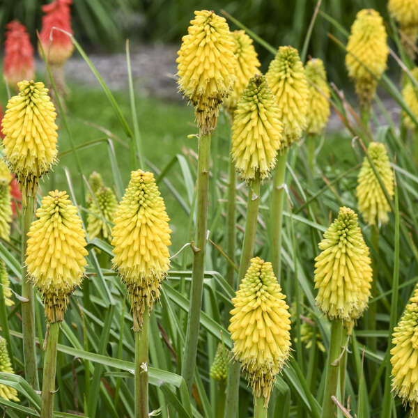 Kniphofia 'Citrus Sunrise' Red Hot Poker