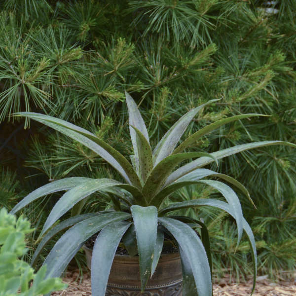 Manfreda 'Jaguar' Perennial Deciduous Agave