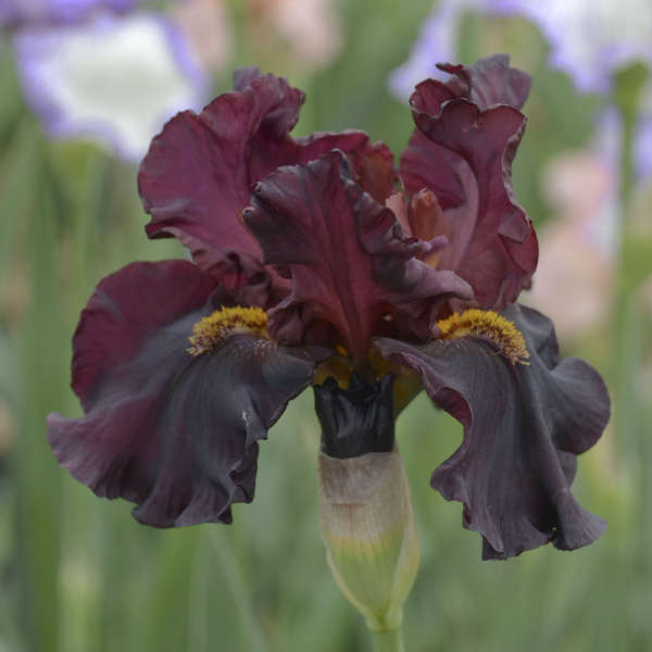 Iris Red' | Resource