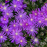 Delosperma 'Electric Slide'