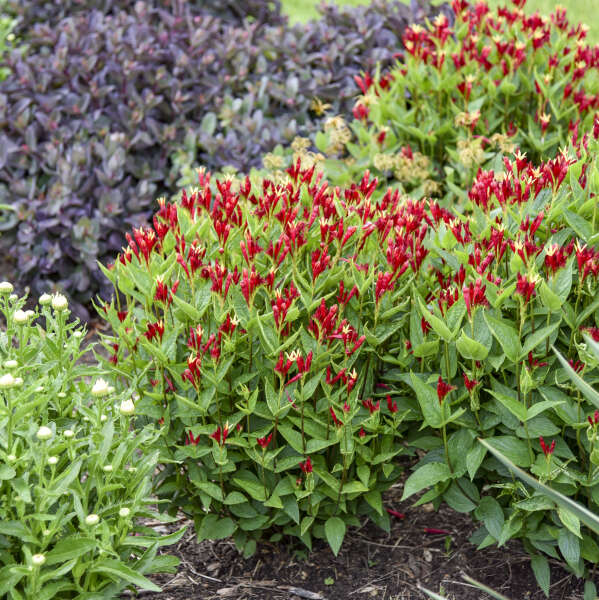 Spigelia 'Apple Slices' Spigelia