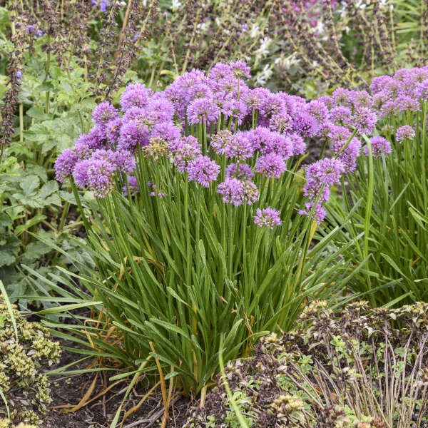 Allium 'All the Buzz' Ornamental Onion