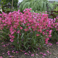 Penstemon 'Pink Pearls'