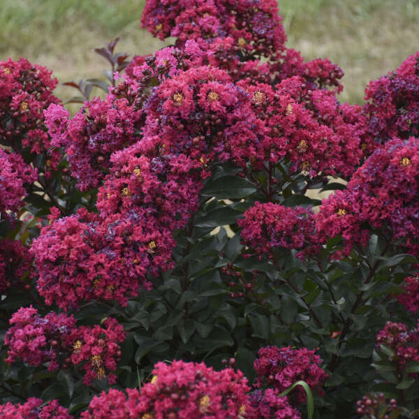 Lagerstroemia 'Lava Java' Crapemyrtle