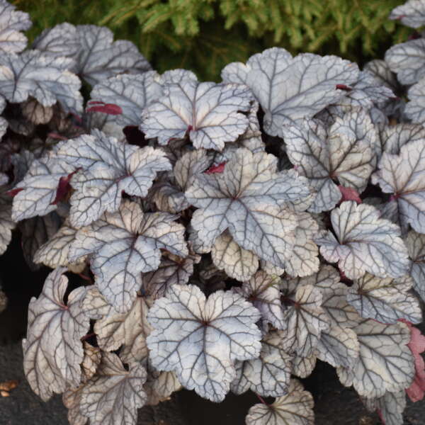 Heuchera 'Frosted Berry' Coral Bells