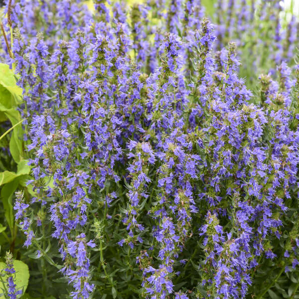 Hyssopus 'Nectar Ninja' Hyssop