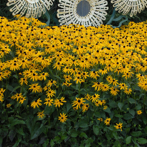 Image of Rudbeckia perennial flower