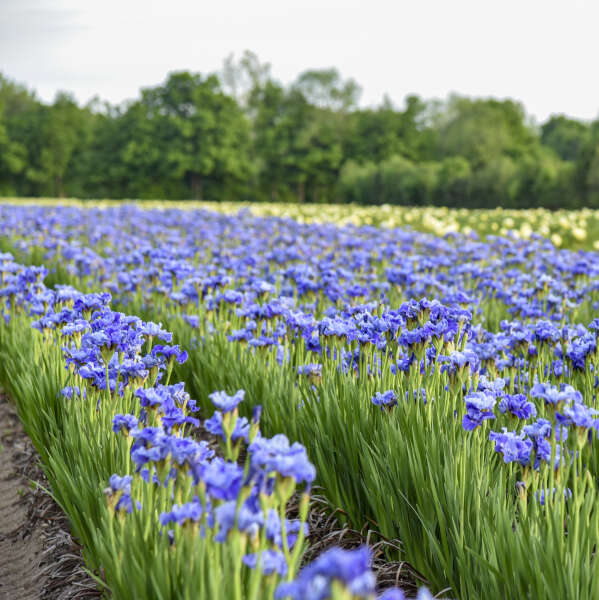 Iris \'Tutu Blue\' Siberian Iris