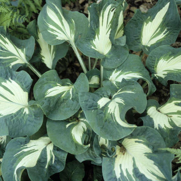 Hosta 'Andrew' Hosta