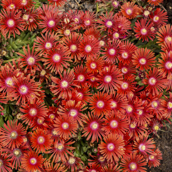 Delosperma RED MOUNTAIN® Flame Hardy Ice Plant