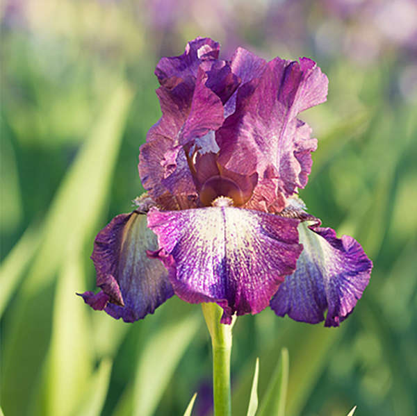 Iris 'Wine Festival' Tall Bearded Iris