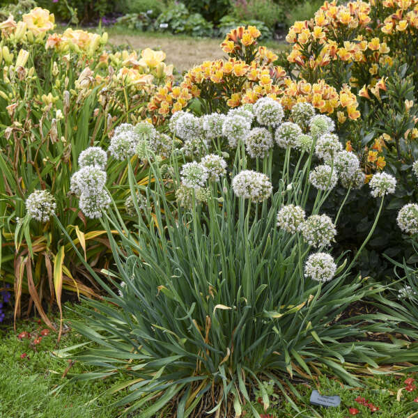 Allium 'Bobblehead' Ornamental Onion