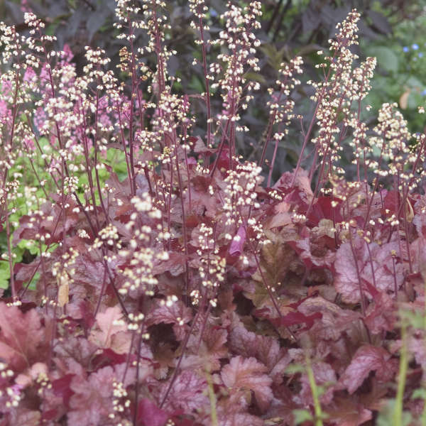 Heuchera 'Sparkling Burgundy' Coral Bells