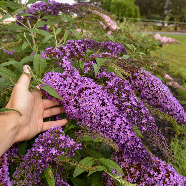 Buddleia 'Violet Cascade' Butterfly Bush