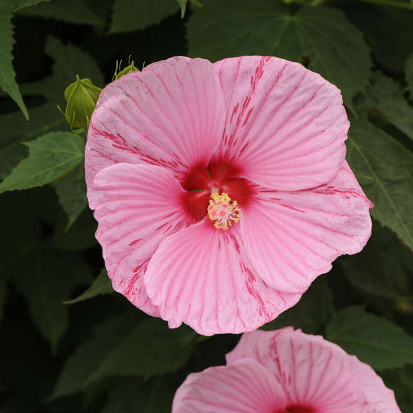 Hibiscus 'Peppermint Schnapps' Rose Mallow