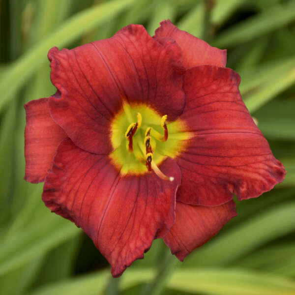 Hemerocallis 'Funny Valentine' Daylily