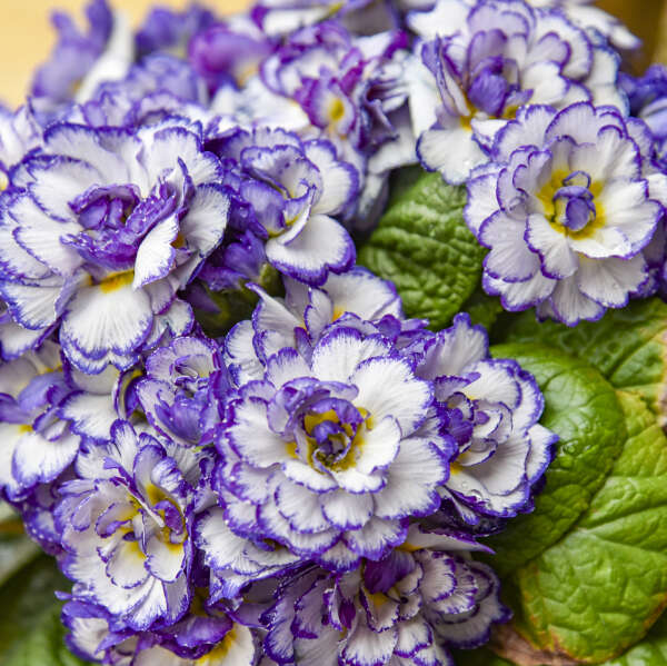 Primula BELARINA® RHAPSODY Primrose