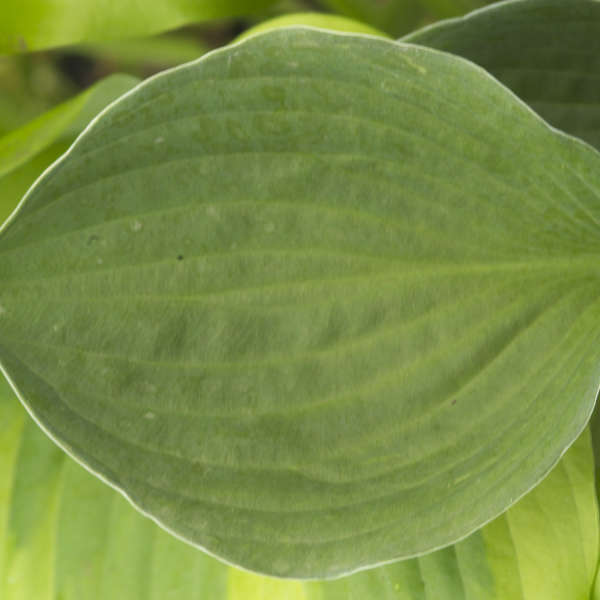 Hosta 'Fried Green Tomatoes' Perennial Resource