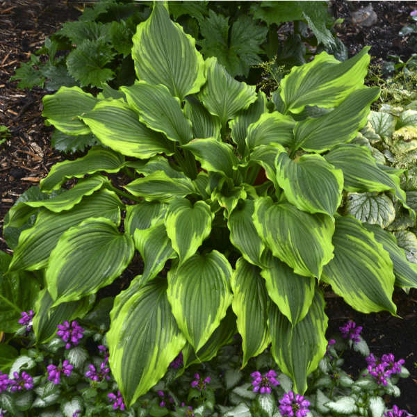 Hosta 'One Last Dance' Hosta