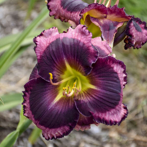 Hemerocallis 'The Band Played On' Daylily