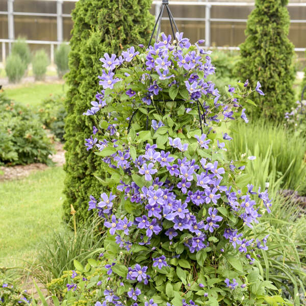 Clematis 'Rain Dance' Bush Clematis