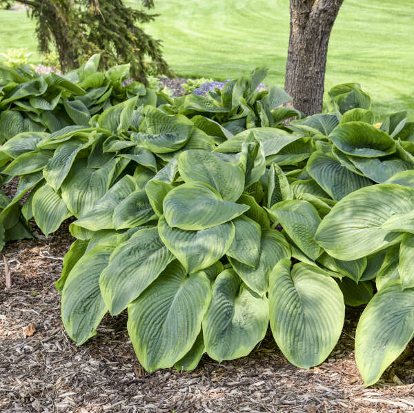 Hosta 'Wu-La-La' Hosta