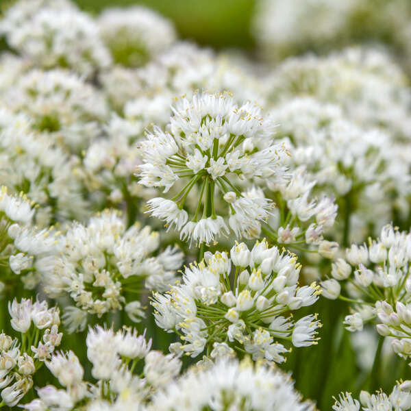 Allium 'Needlepoint' Ornamental Onion