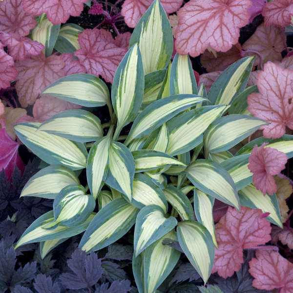 Hosta 'Little Treasure' Hosta