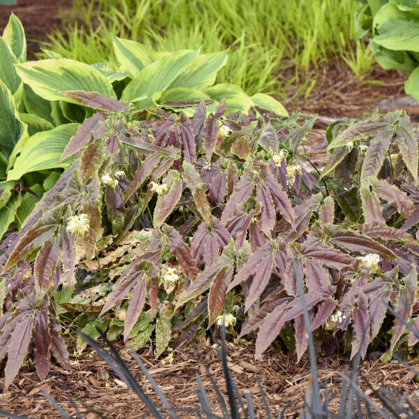 Epimedium 'Sandy Claws' Barrenwort