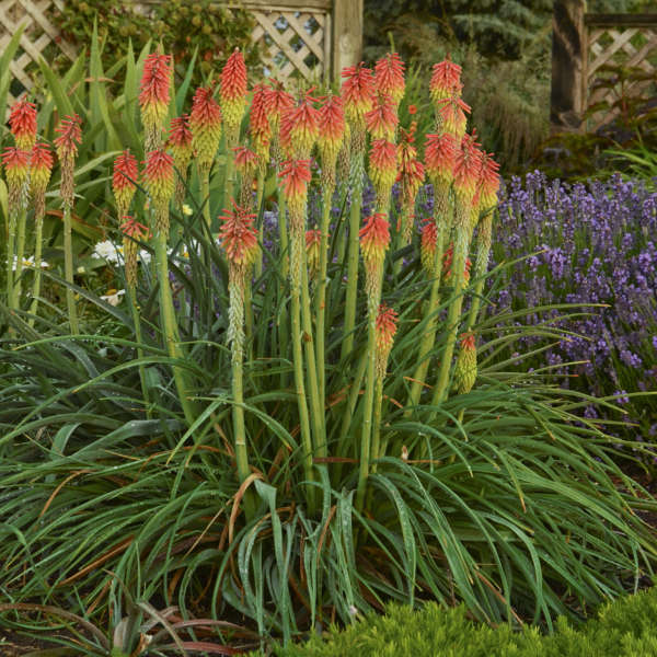 thumbnail image 2 of 20 RARE DWARF FIRE DANCE Torch Lily Flower Seeds Kniphofia Hirsuta Hardy Plant 2 of 6