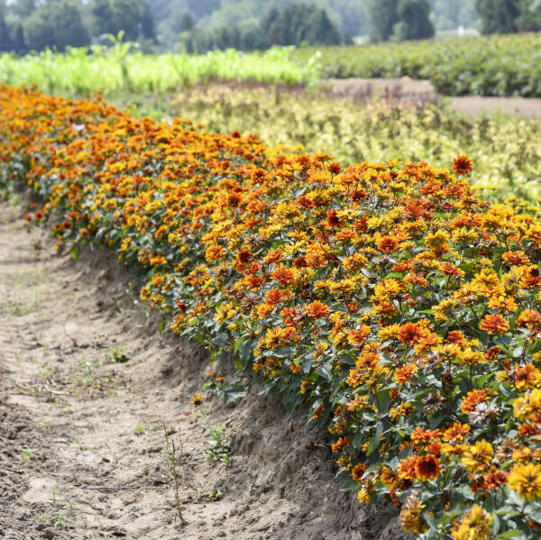 Heliopsis 'Forged in Fire' False Sunflower