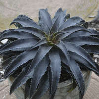 Details about   Catch a Wave Mangave STARTER Plant Agave/Manfreda Hybrid Great COLORS 