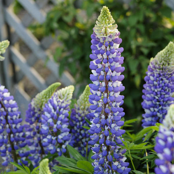 Lupinus Russell Hybrids - 'The Governor' Lupine