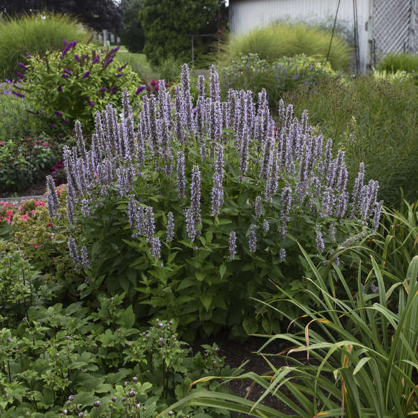 Agastache 'Blue Fortune' Anise Hyssop