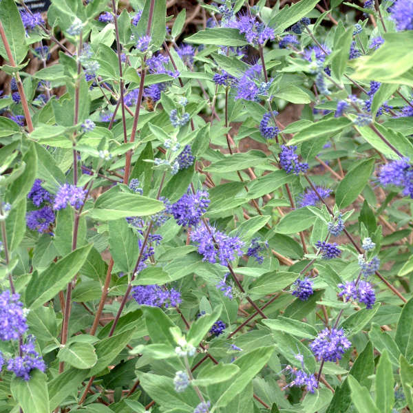 Caryopteris 'Longwood Blue' Blue Mist Shrub