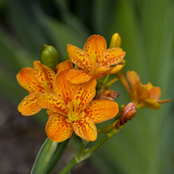 Belamcanda 'Freckle Face' Blackberry Lily