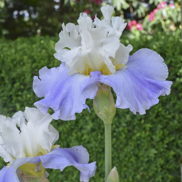 Iris 'Tall Cool One' Tall Bearded Iris