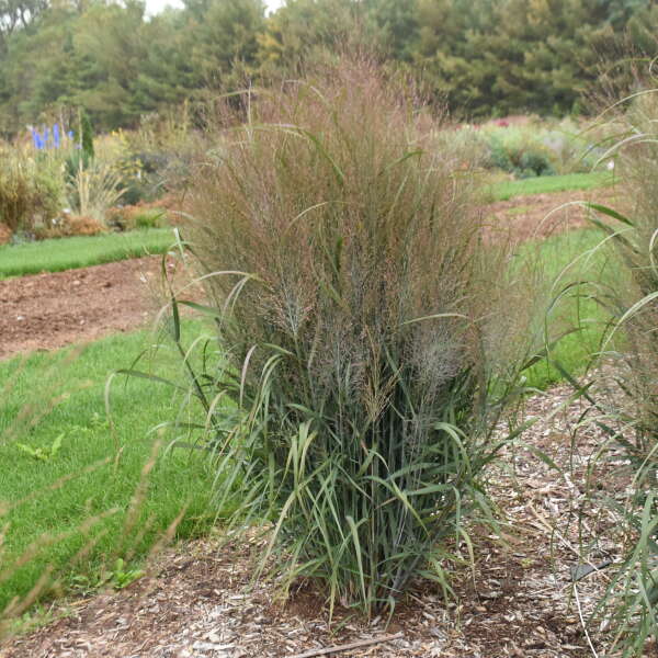 Panicum 'October Sky' Switch Grass, Ornamental Grass