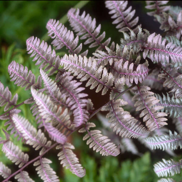 Athyrium 'Burgundy Lace' Burgundy Lace Fern