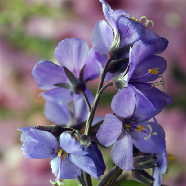 Polemonium 'Purple Rain' Jacob's Ladder