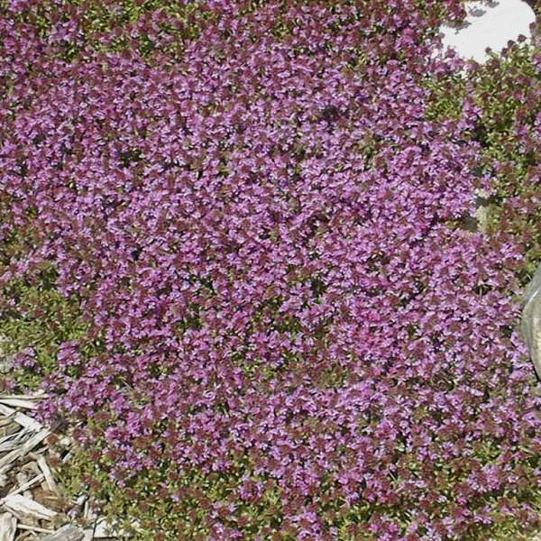 Thymus 'Pink Chintz' Creeping Thyme