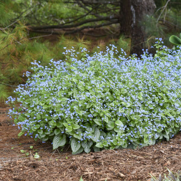 Brunnera 'Sterling Silver' Heartleaf Brunnera