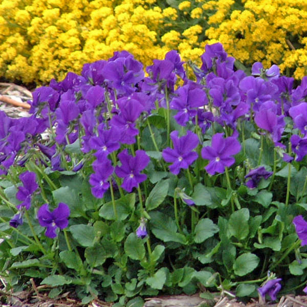 Viola 'Purple Showers' Violet